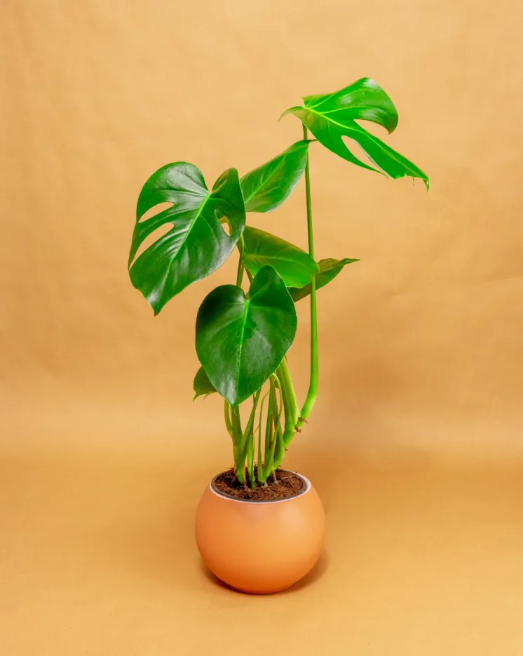 Dekoratives Bild des Dienstes Besprechung der sprachlichen Fähigkeiten
